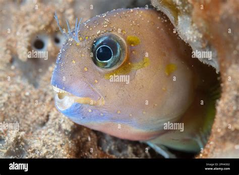 golden blenny|Midas blenny .